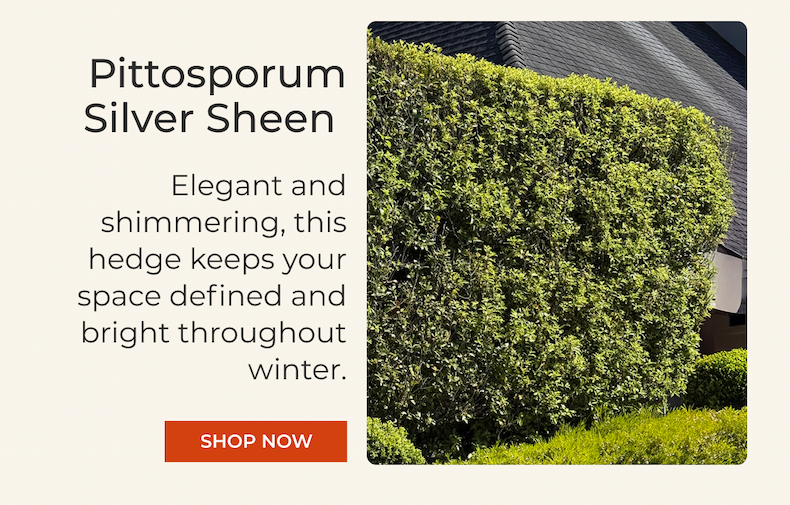 Pittosporum Silver Sheen