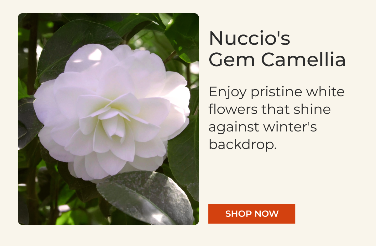 Nuccio's Gem Camellia