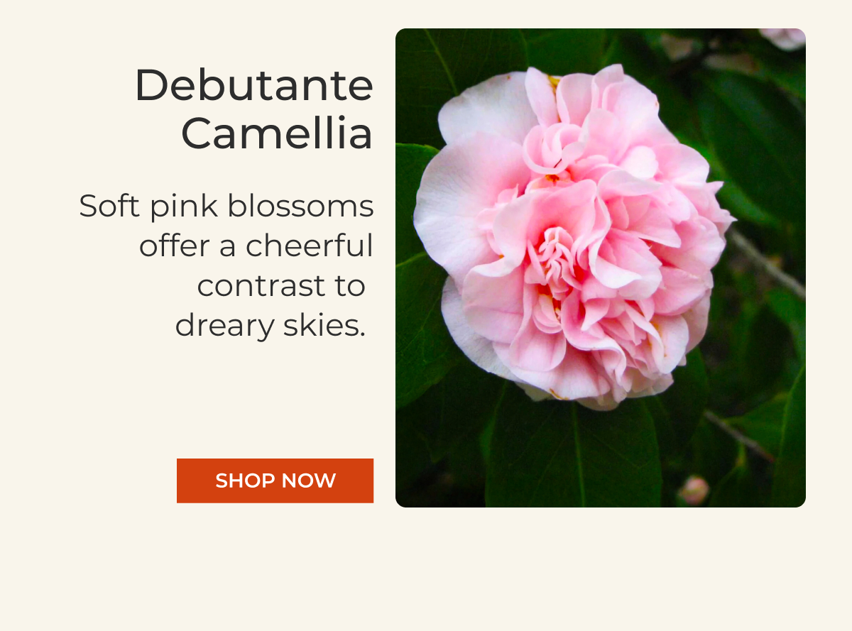 Debutante Camellia