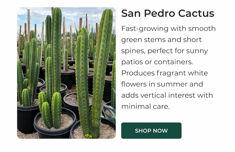 San Pedro Cactus