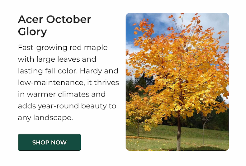 Acer October Glory