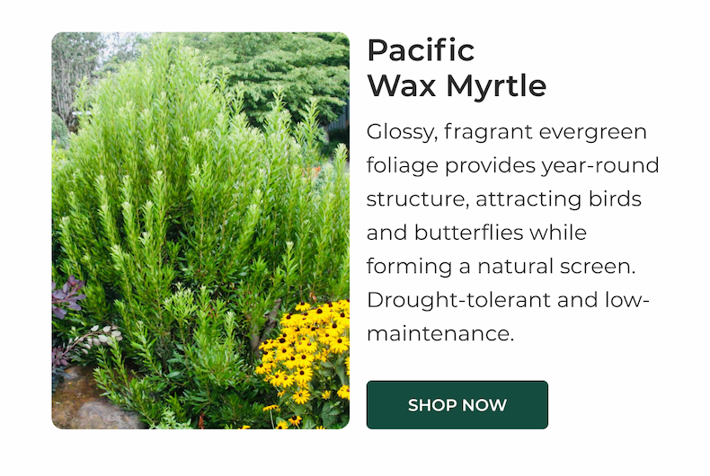 Pacific Wax Myrtle