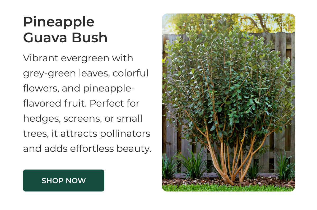 Pineapple Guava Bush