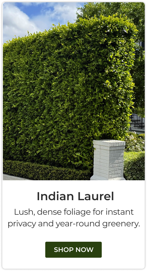 Indian Laurel