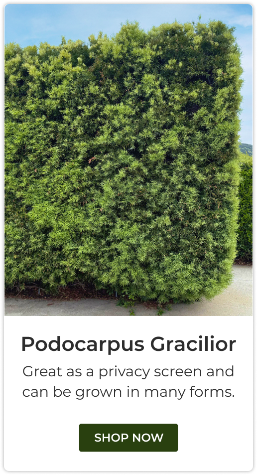 Podocarpus Gracilior