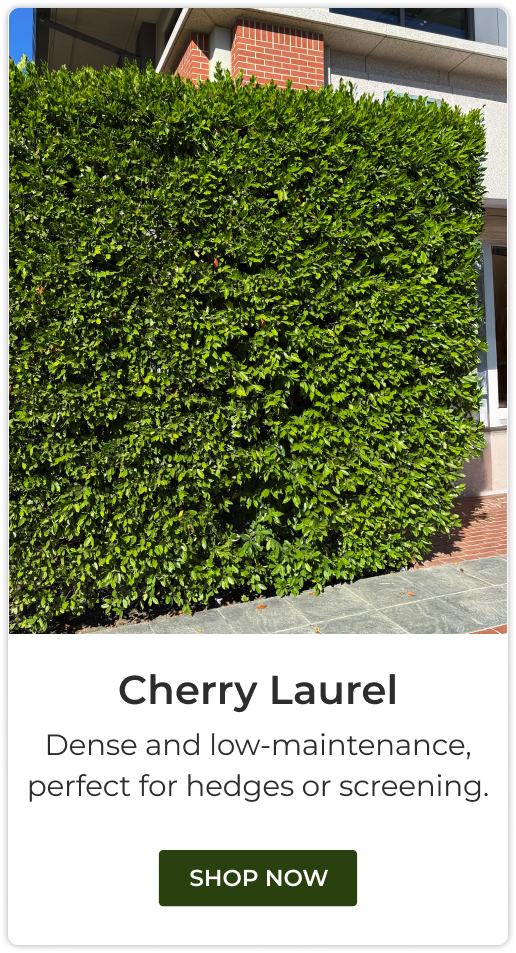 Cherry Laurel
