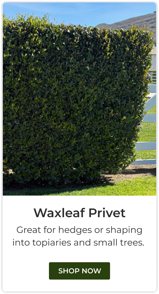 Waxleaf Privet