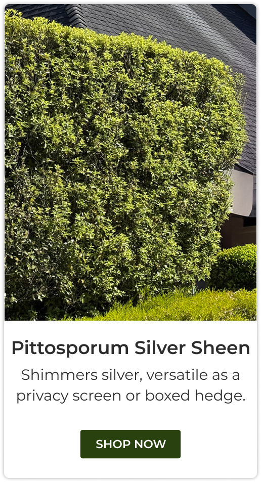 Pittosporum Silver Sheen