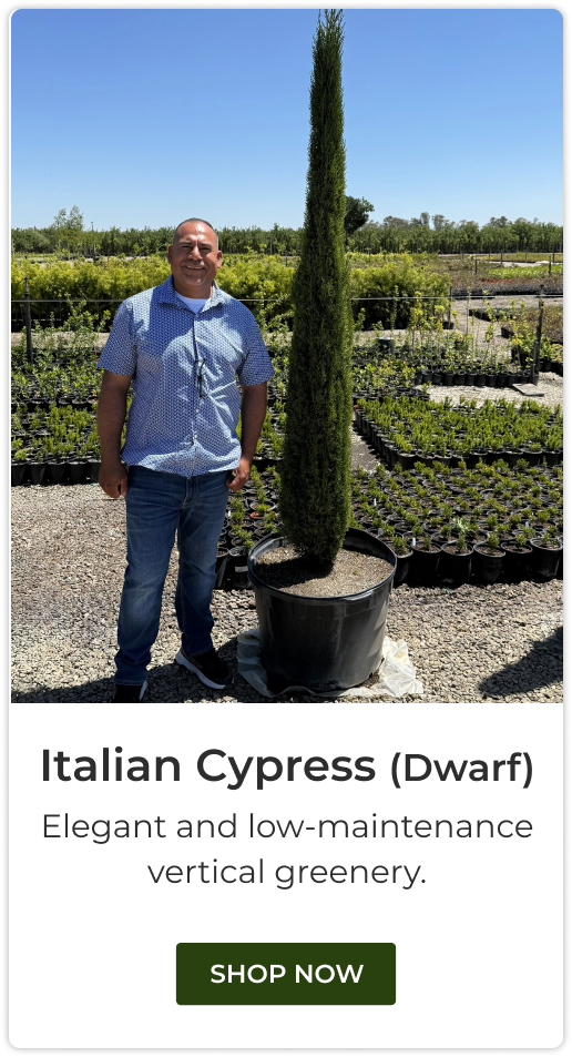 Italian Cypress (Dwarf)