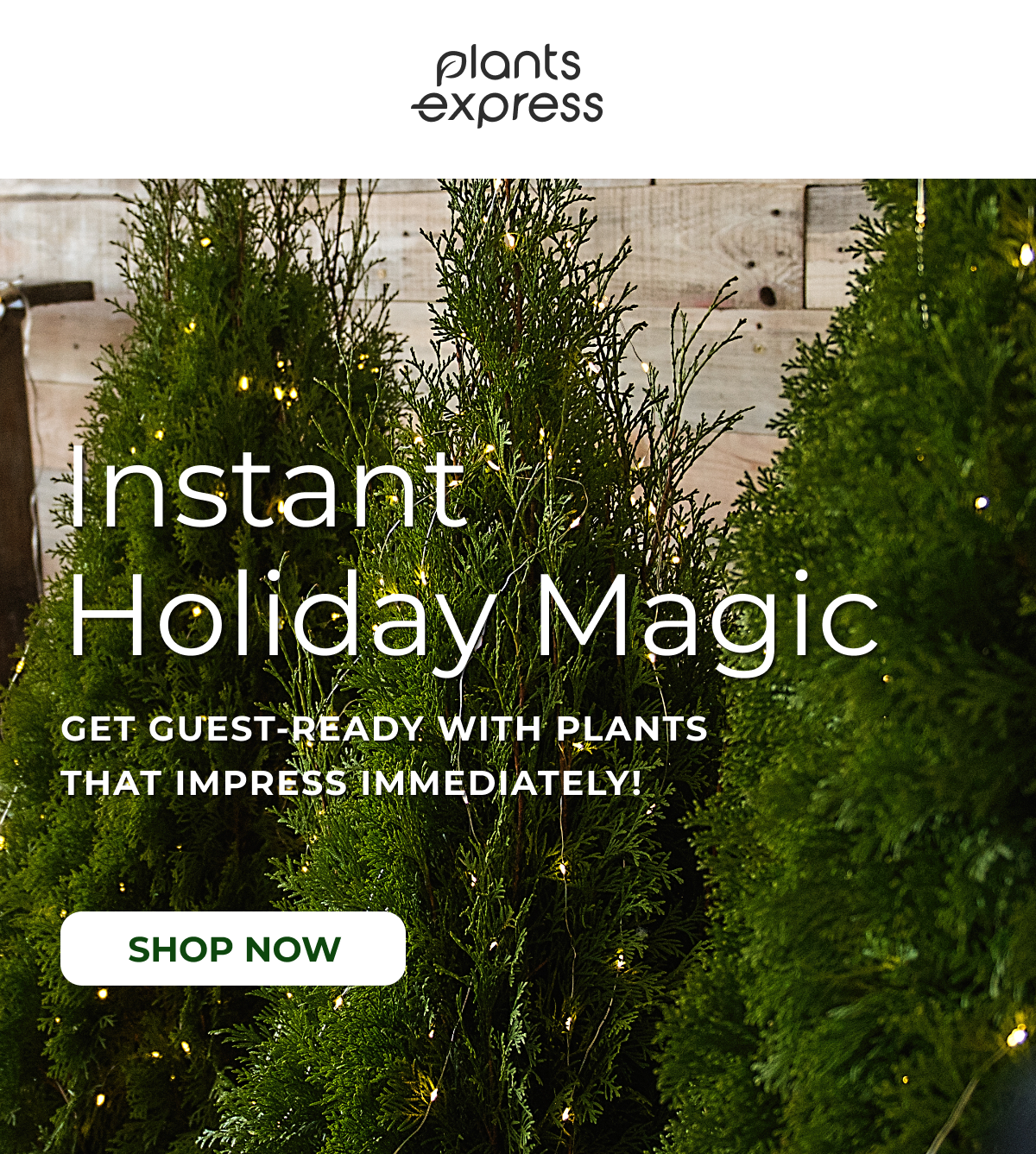 instant  Holiday Magic GET GUEST-READY WITH PLANTS THAT IMPRESS IMMEDIATELY!