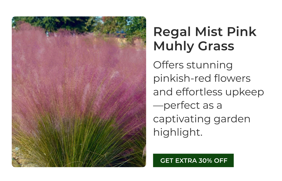 Regal Mist Pink Muhly Grass