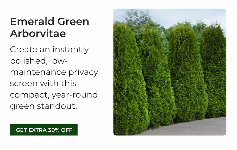 Emerald Green Arborvitae