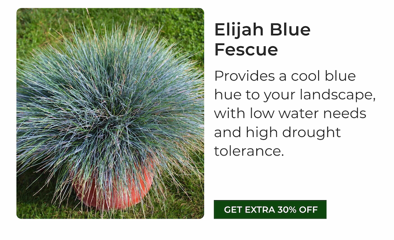 Elijah Blue Fescue