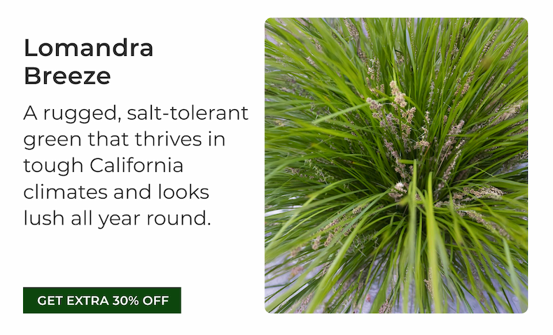 Lomandra Breeze