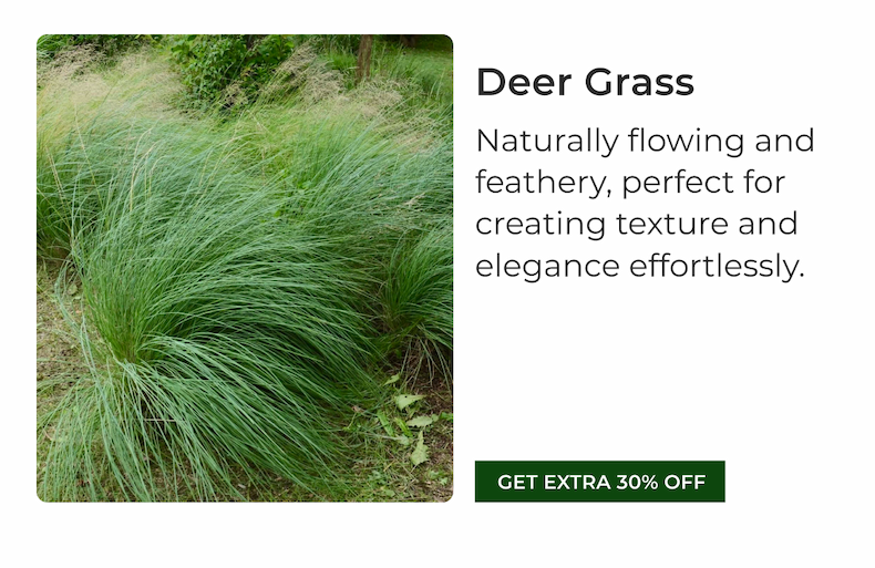 Deer Grass