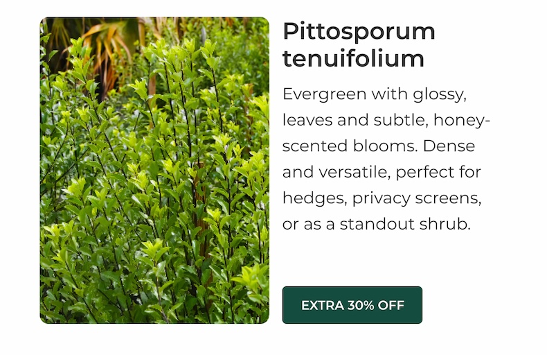 Pittosporum tenuifolium