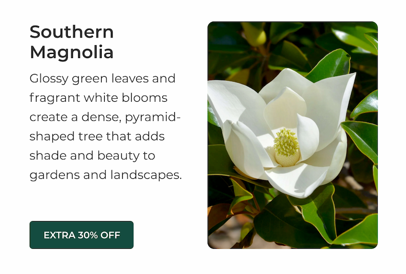 Southern Magnolia