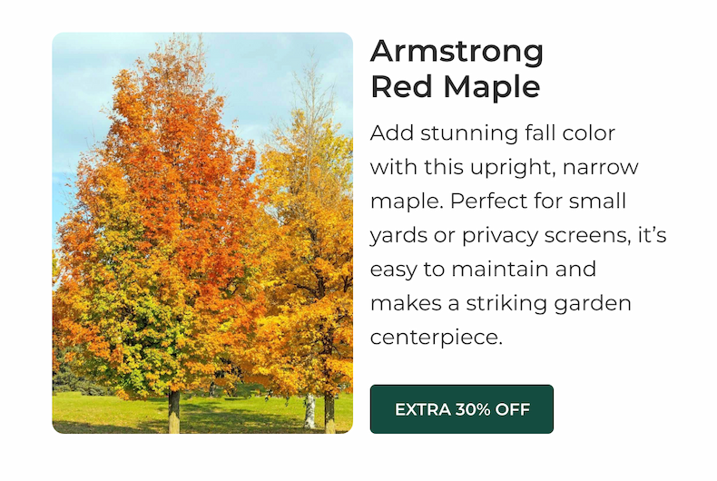 Armstrong Red Maple