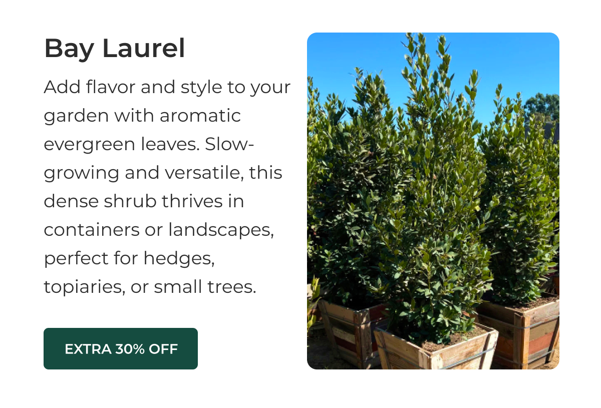 Bay Laurel