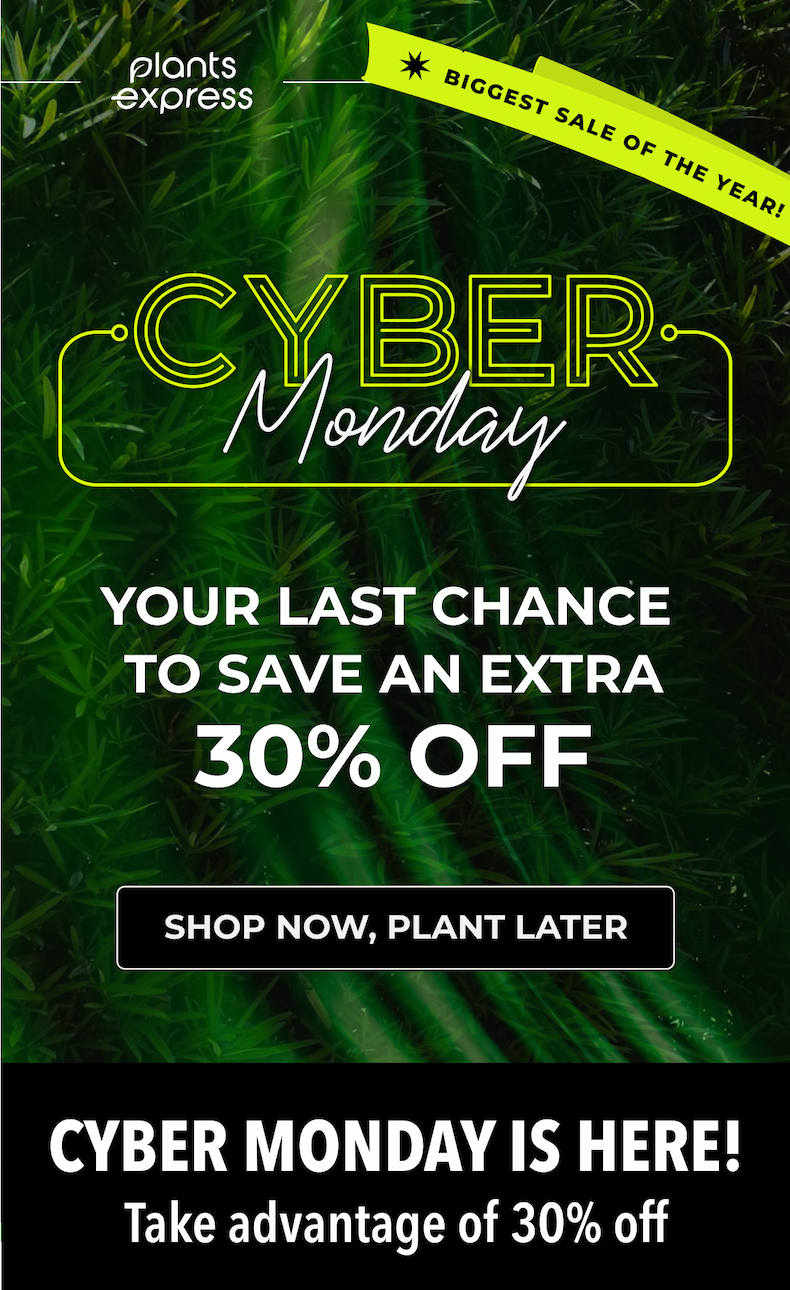 YOUR LAST CHANCE TO SAVE AN EXTRA  30% OFF