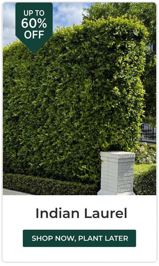 Indian Laurel