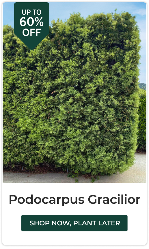 Podocarpus Gracilior