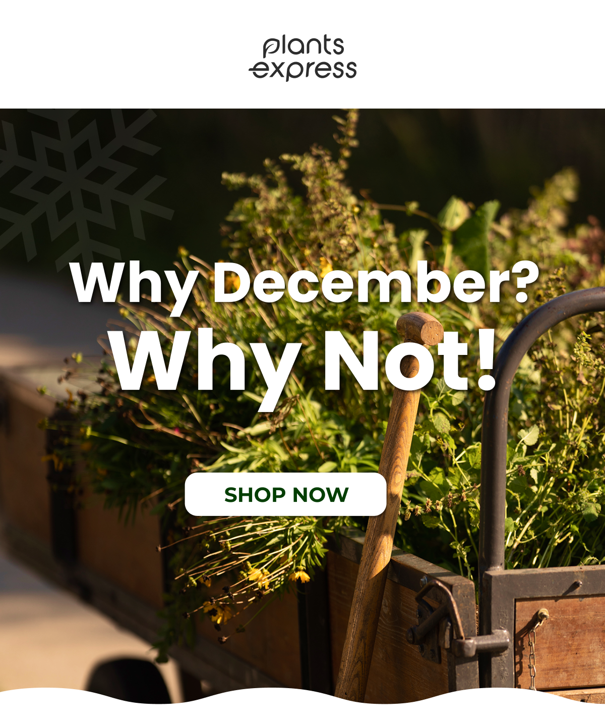 Why December? Why Not!