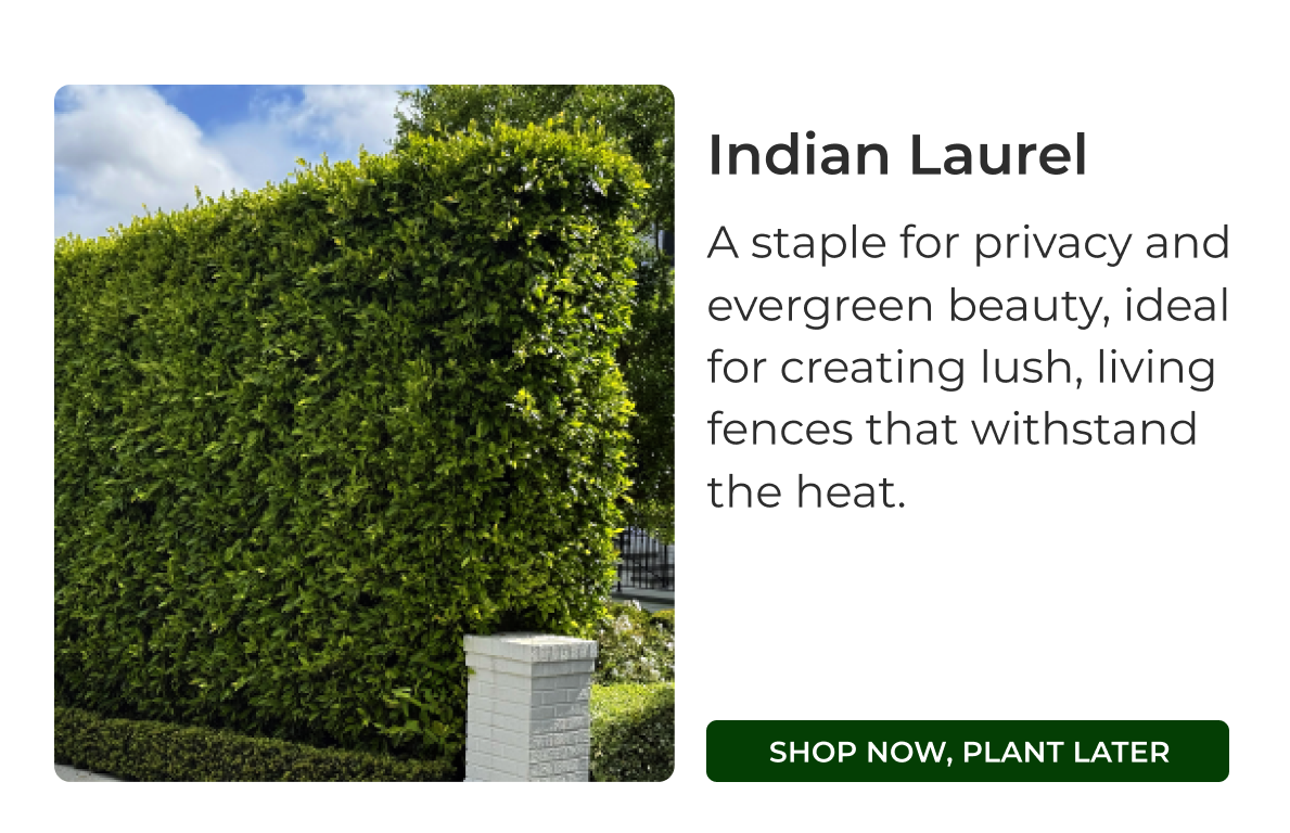 Indian Laurel