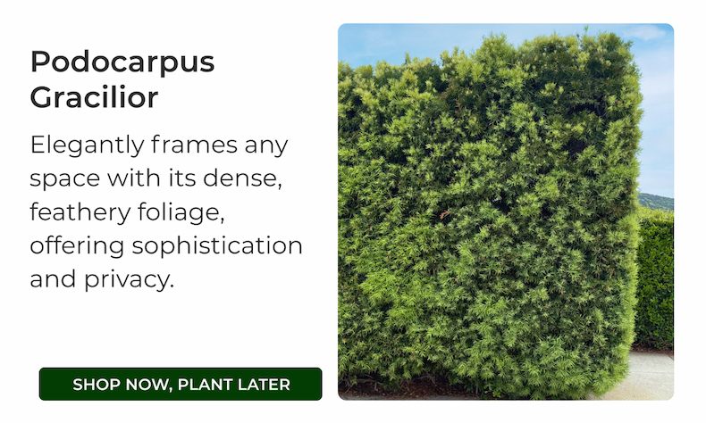 Podocarpus Gracilior