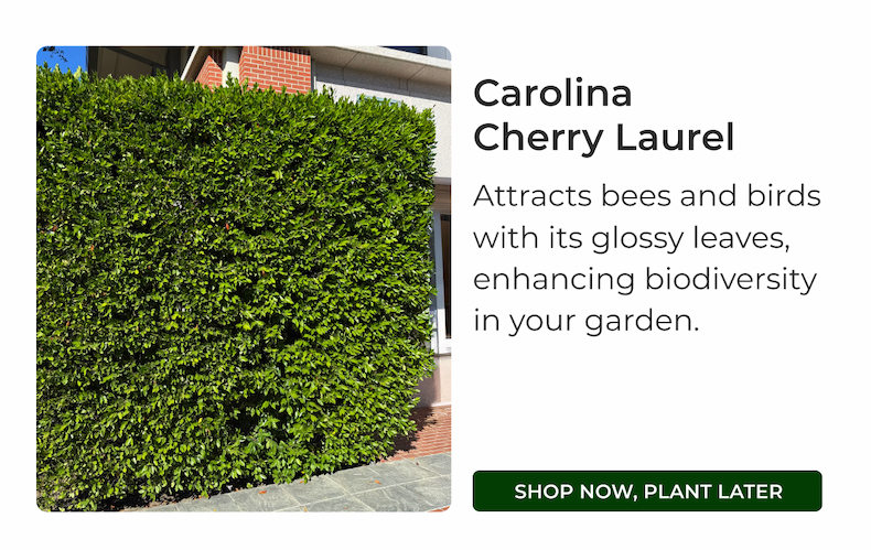 Carolina Cherry Laurel