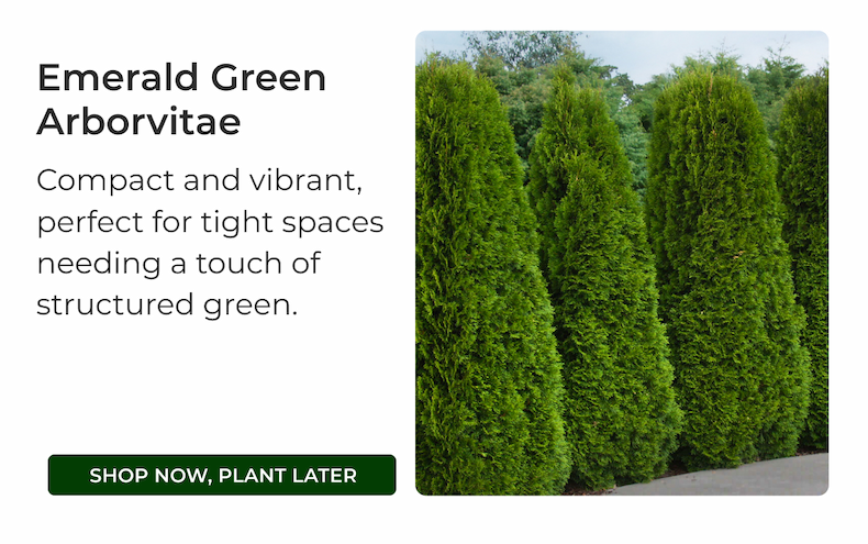 Emerald Green Arborvitae