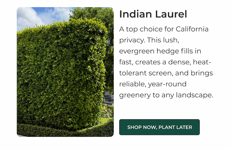 Indian Laurel