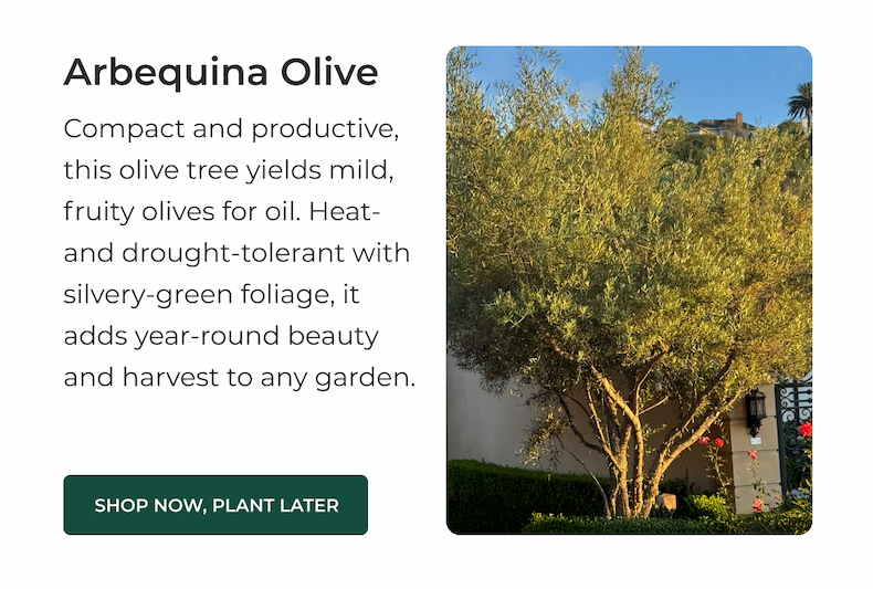 Arbequina Olive