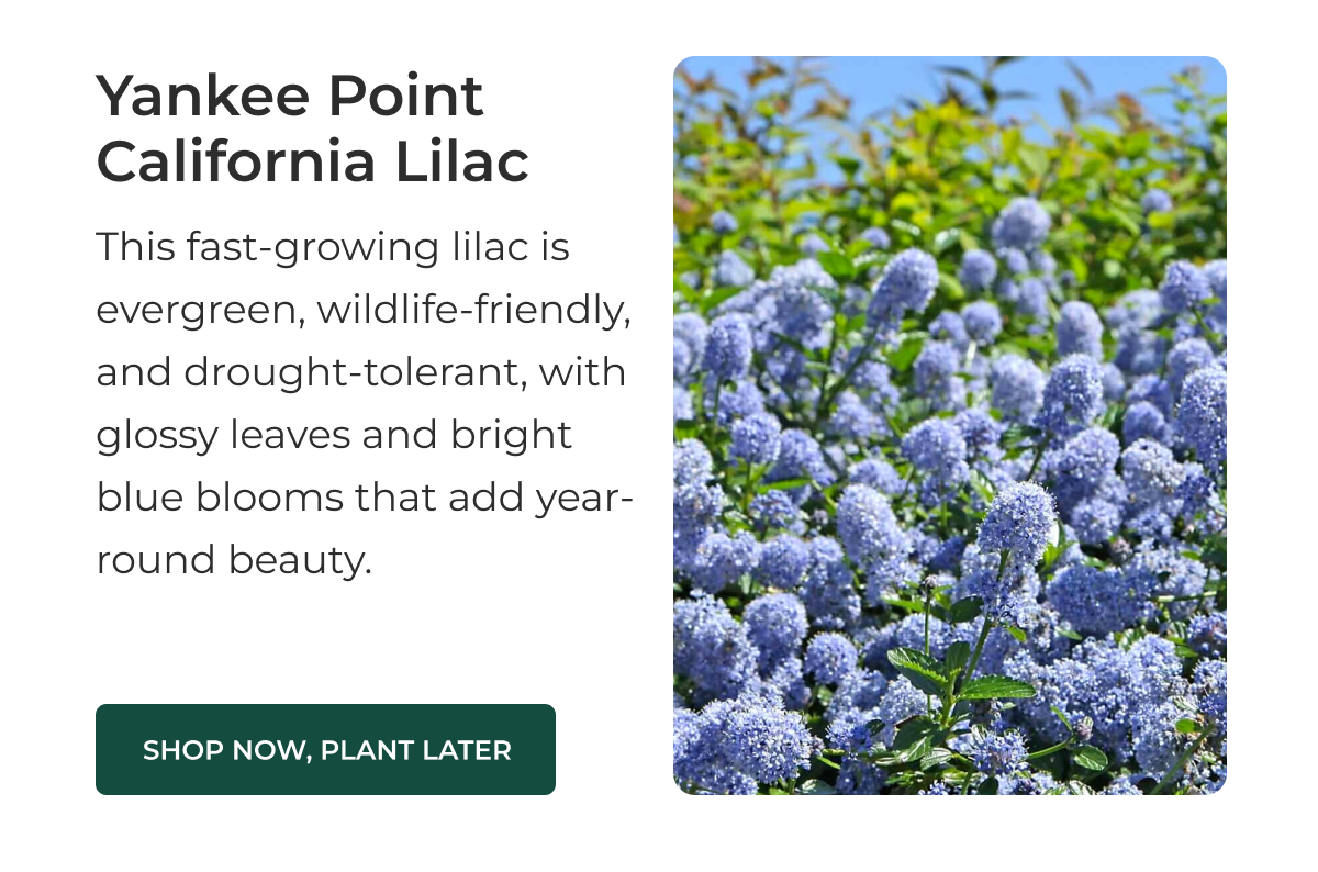 Yankee Point California Lilac