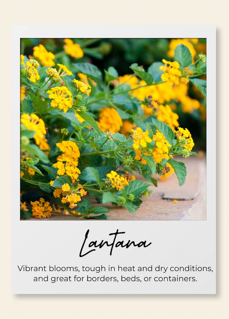lantana Vibrant blooms, tough in heat and dry conditions and great for borders, beds, or containers.