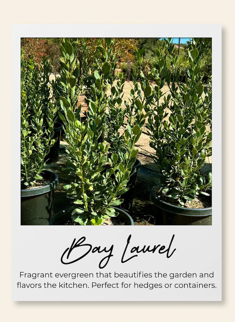 Bay laurel Fragrant evergreen that beautifies the garden and flavors the kitchen. Perfect for hedges or containers.