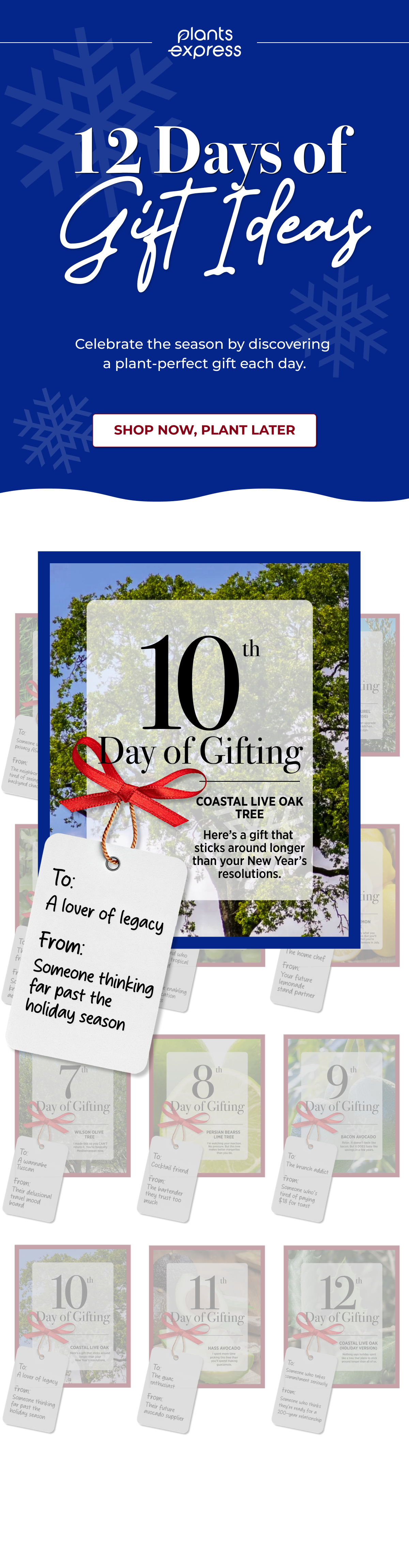 12 Days of Git Ideas - Celebrate the season by discovering a plant-perfect gift each day.