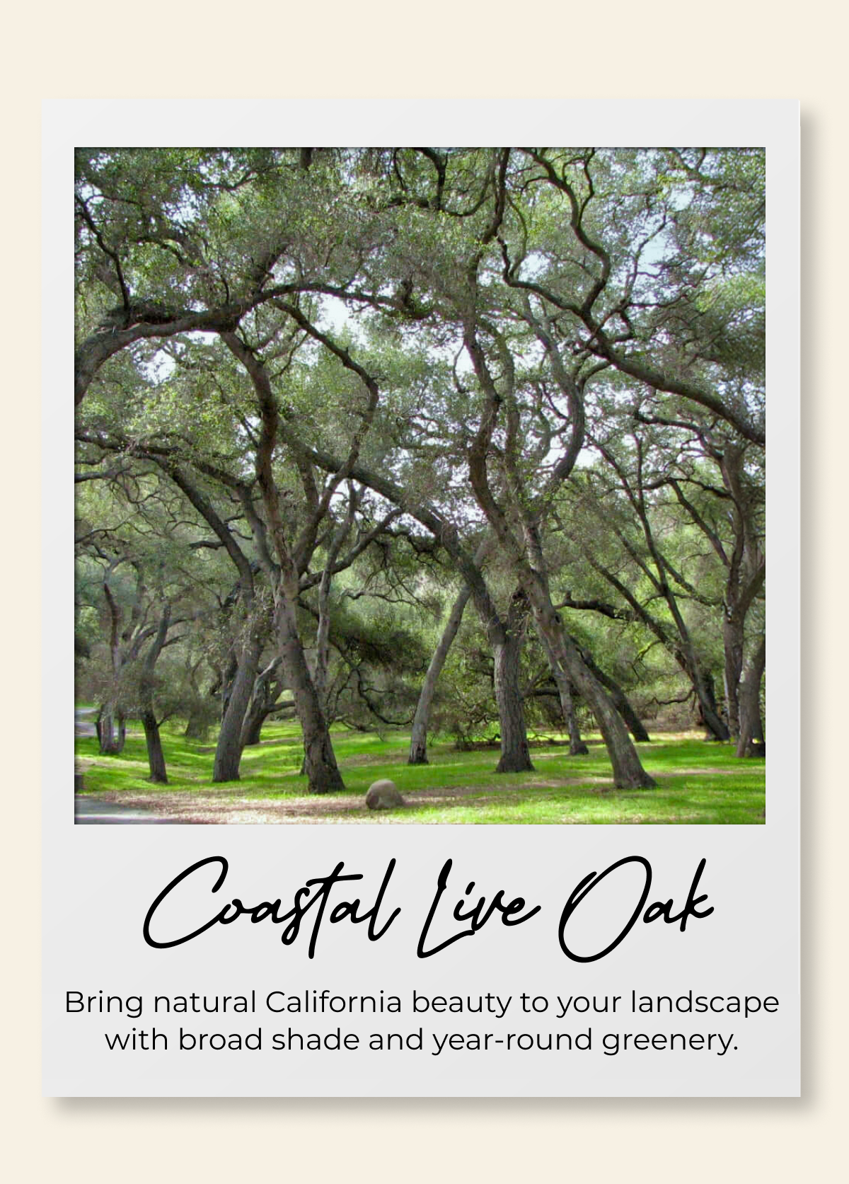 Coastal live Oak Bring natural California beauty to your landscape with broad shade and year-round greenery.