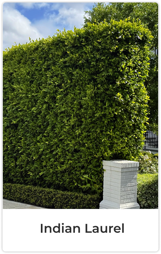 Indian Laurel