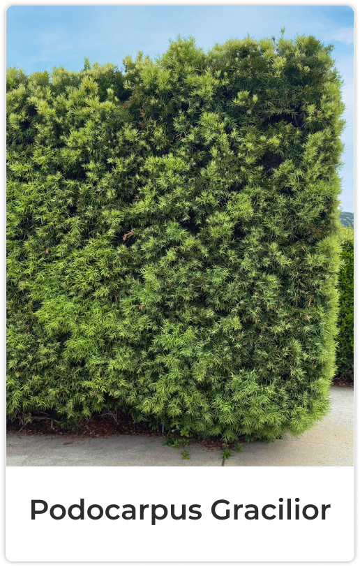 Podocarpus Gracilior