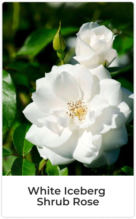 White Iceberg Shrub Rose