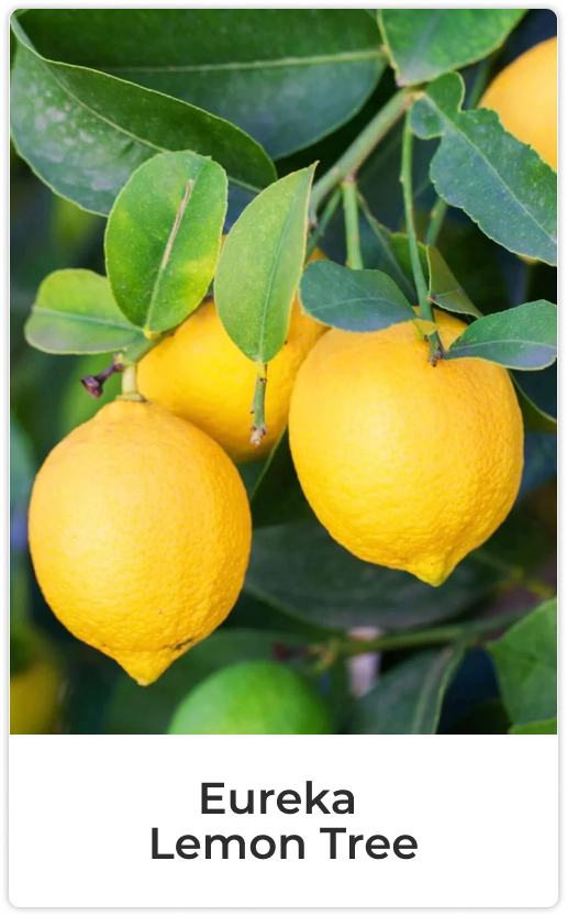 Eureka Lemon Tree