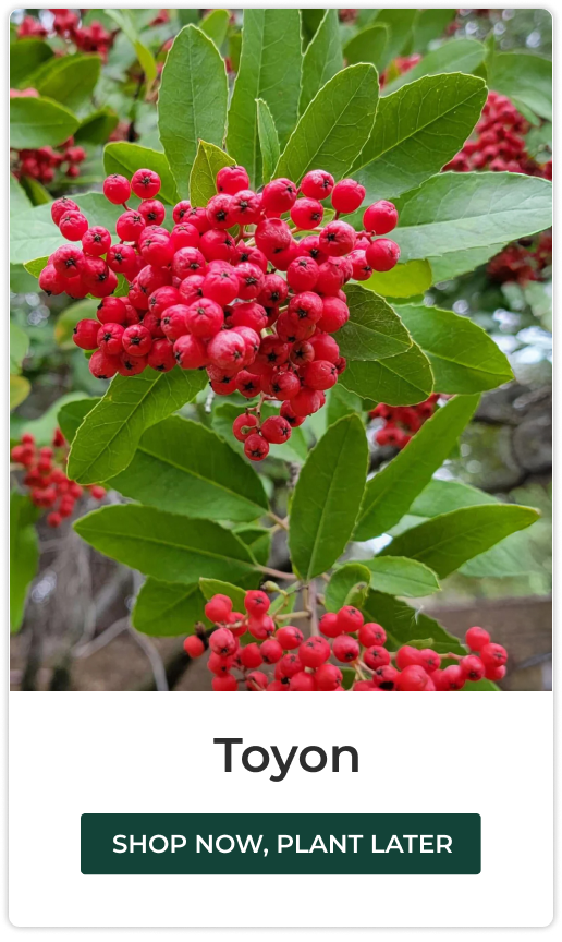 Toyon