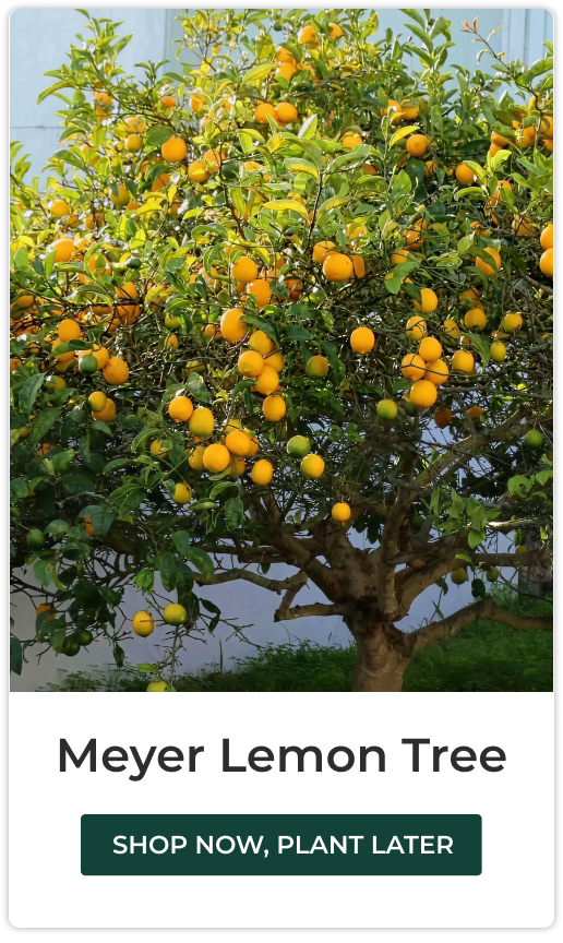 Meyer Lemon Tree