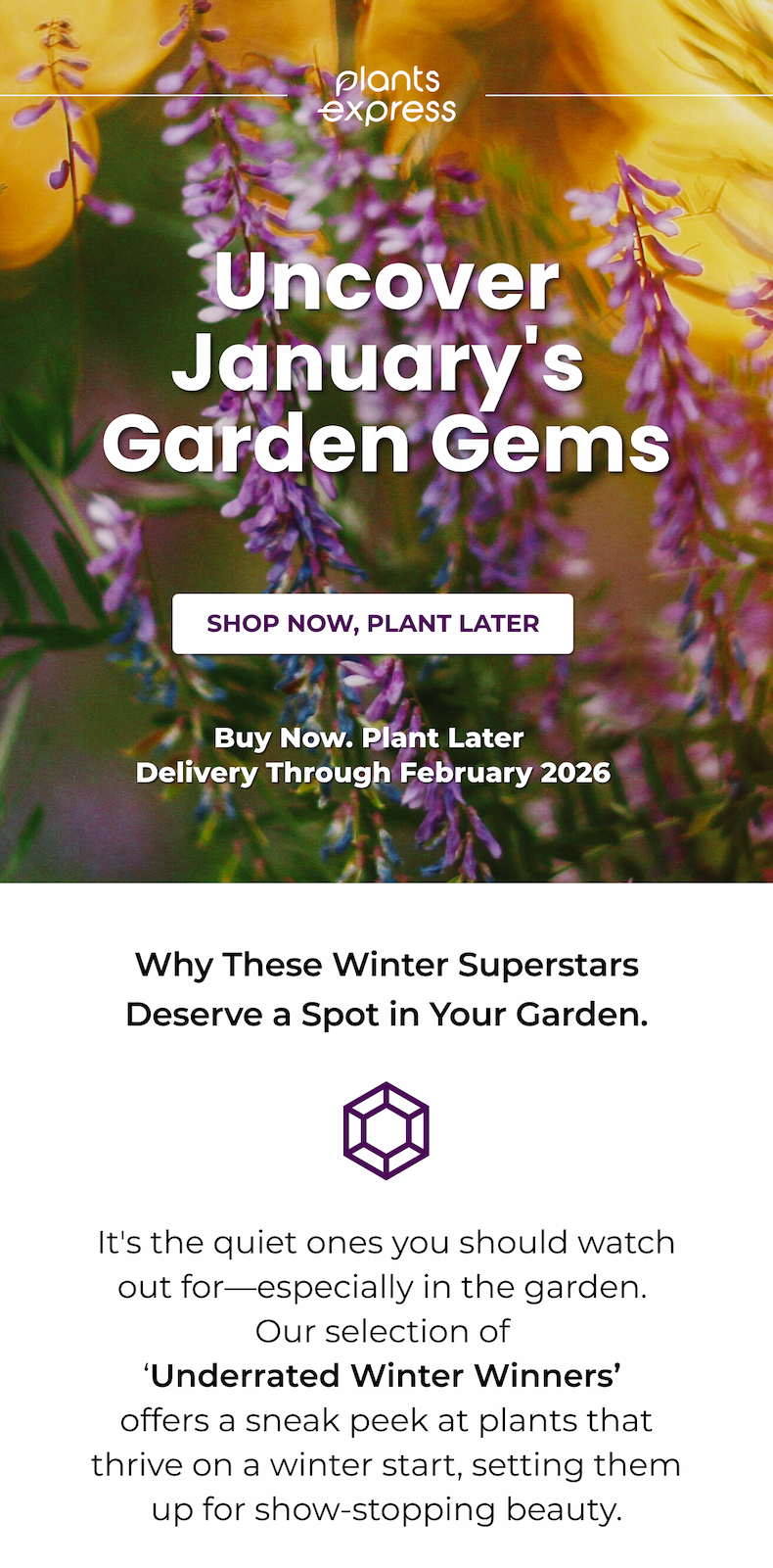 Uncover January's Garden Gems  SHOP NOW, PLANT LATER