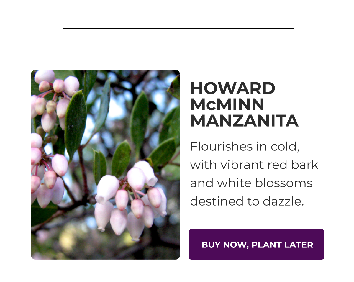 HOWARD MCMINN MANZANITA
