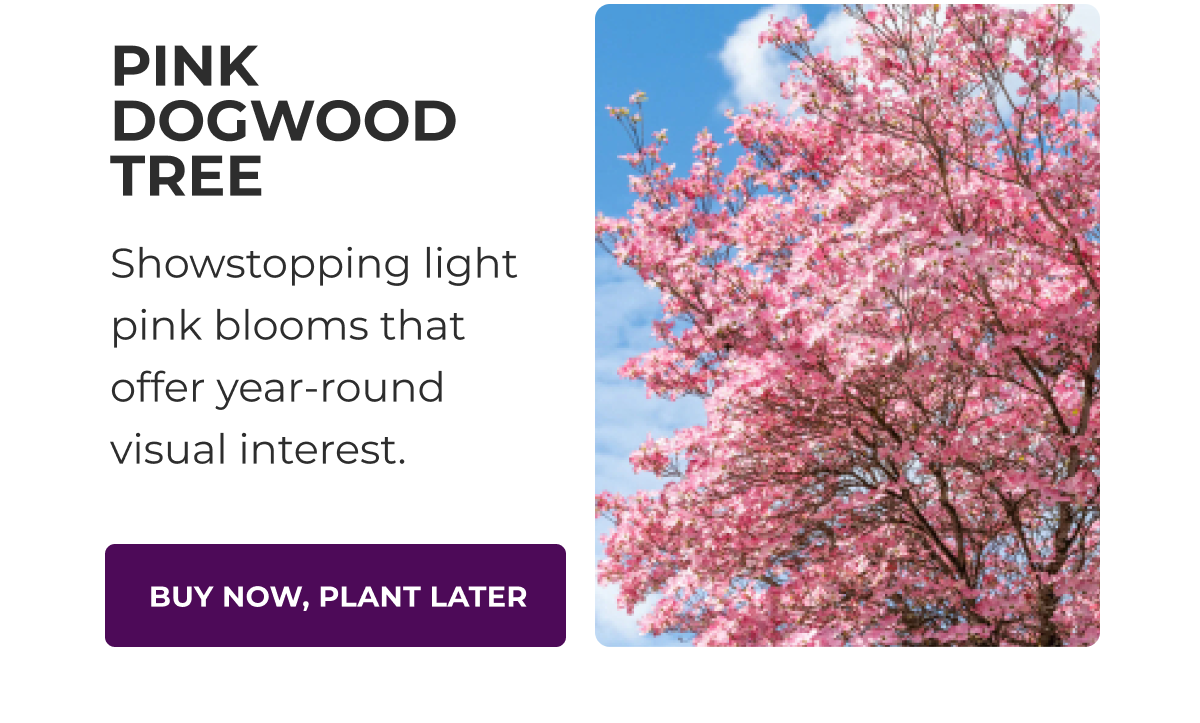 PINK DOGWOOD TREE