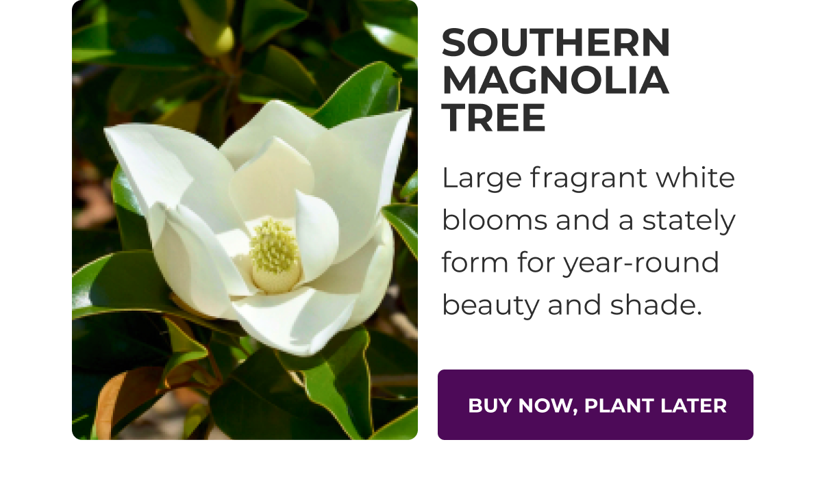 SOUTHERN MAGNOLIA TREE