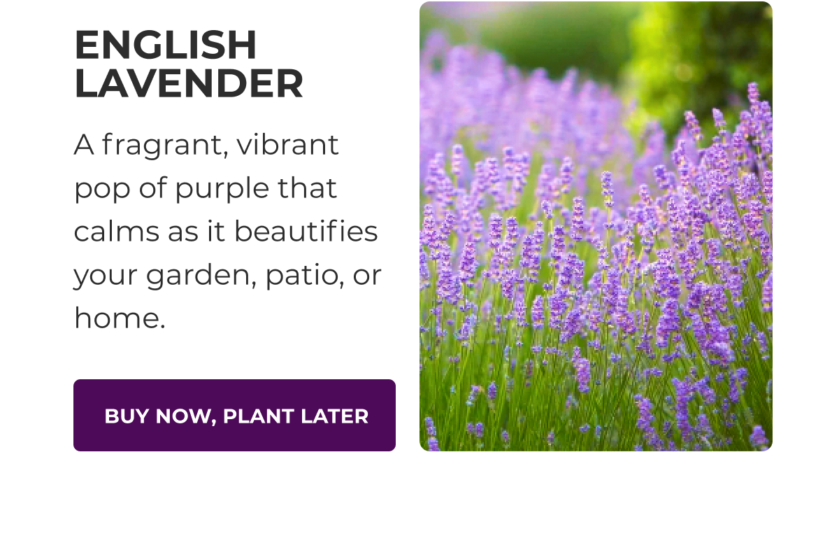 ENGLISH LAVENDER