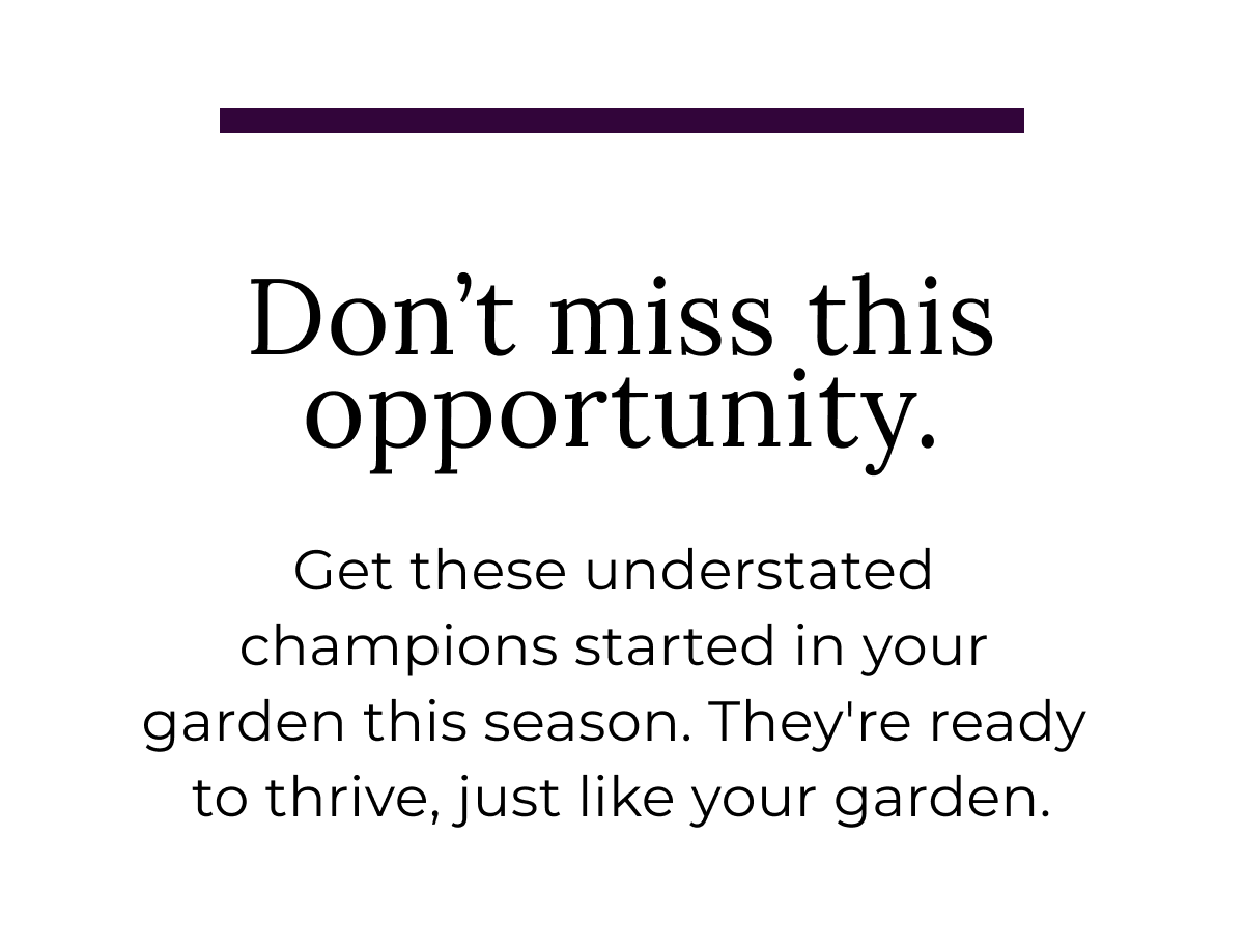 Get these understated champions started in your garden this season. They're ready to thrive, just like your garden.
